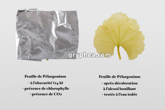 Synthèse de l'amidon - Expérience sans lumière - gryphea.org